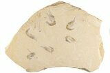 Six Cretaceous Fossil Shrimp - Hjoula, Lebanon #200697-1